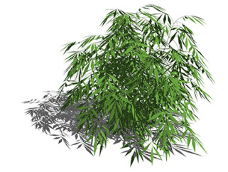 凤尾竹植物su模型，景观绿植草图大师模型下载