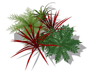 红边龙血树现代植物su模型，绿植花草图大师模型下载