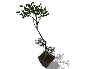 榆树盆栽草图大师模型，手绘绿植sketchup模型下载