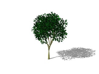 垂叶榕景观树SU模型免费下载 ，植物树草图大师模型