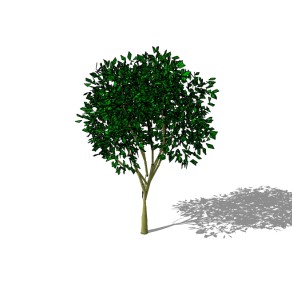 垂叶榕景观树SU模型免费下载 ，植物树草图大师模型
