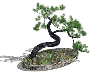 日本五针松盆栽草图大师模型，手绘绿植sketchup模型下载