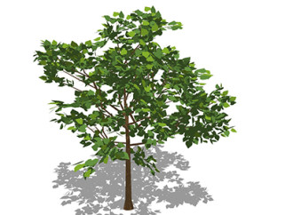 柿树乔木草图大师模型，景观绿植sketchup素材下载