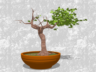 榕树盆栽su模型下载，家居植物盆景草图大师模型
