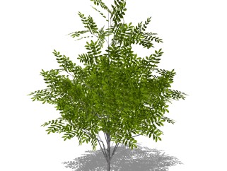米仔兰灌木丛su模型，常绿灌木草图大师模型下载