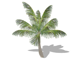 椰子树乔木sketchup素材，景观绿植草图大师模型下载