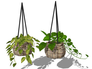 绿萝现代植物su模型，绿植花草图大师模型下载