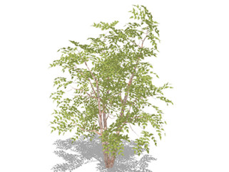 枣树乔木sketchup素材，景观绿植草图大师模型下载