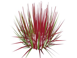 血草绿植sketchup模型，现代花卉植物skp文件下载