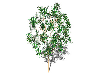油橄榄乔木草图大师模型，景观绿植sketchup素材下载