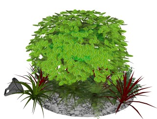 海桐绿植sketchup模型，室外景观植物skp文件下载