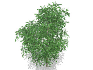 国槐乔木sketchup素材，景观绿植草图大师模型下载