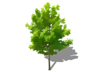 法国梧桐景观树免费su模型下载、景观树草图大师模型下载