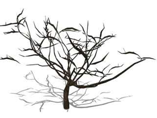 楝树枯树乔木草图大师模型，景观绿植sketchup素材下载