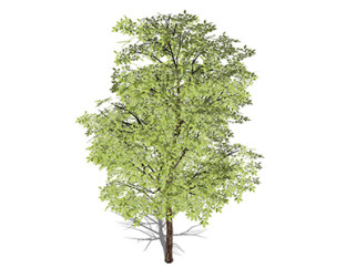 珙桐乔木su素材，景观绿植草图大师模型下载