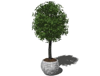 现代植物盆栽草图大师模型，金钱榕sketchup模型下载