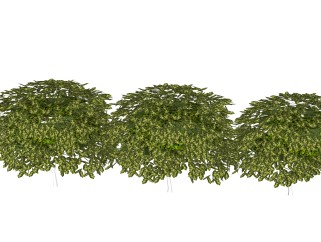 龟甲冬青灌木丛sketchup模型，常绿灌木skp文件下载