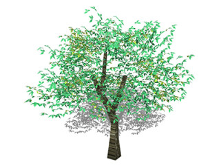 朴树乔木sketchup素材，景观绿植草图大师模型下载