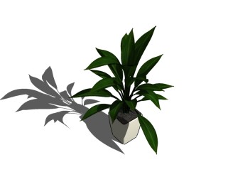 也门铁植物盆栽sketchup模型下载，也门铁植物盆栽草图大师模型