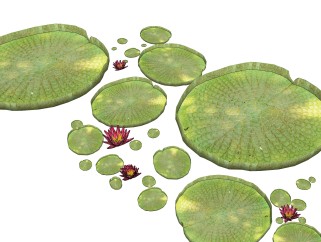 王莲绿植sketchup模型，现代花卉植物skp文件下载