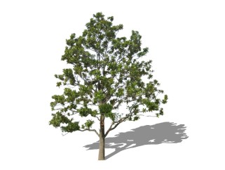 广玉兰景观树免费su模型下载、景观树草图大师模型下载