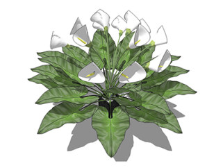 马蹄莲盆栽草图大师模型，手绘绿植sketchup模型下载