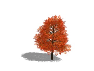 现代景观树SU模型，红枫草图大师模型免费下载