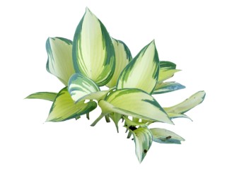 玉簪2d植物草su模型下载，sketchup植物玉簪模型分享