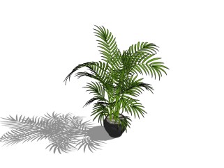 散尾葵植物盆栽免费su模型下载，植物散尾葵盆栽草图大师模型