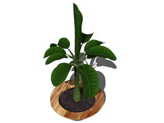 芭蕉盆栽草图大师模型，手绘绿植sketchup模型下载