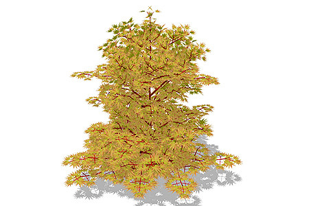 鸡爪槭乔木草图大师模型，景观绿植sketchup素材下载