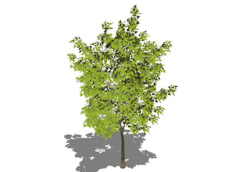 法国梧桐乔木草图大师模型，景观绿植sketchup素材下载