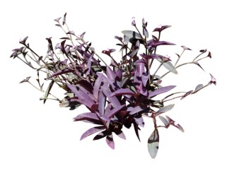 紫竹梅su模型免费下载，草图大师植物紫竹梅模型分享