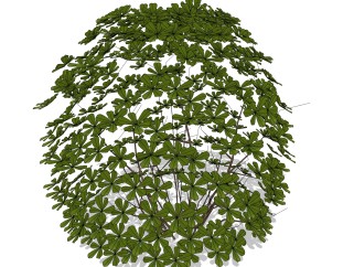 鸭脚木绿植sketchup模型，现代花卉植物skp文件下载