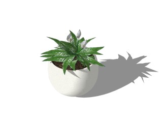 白掌植物盆栽su模型免费下载 ，盆栽白掌草图大师模型