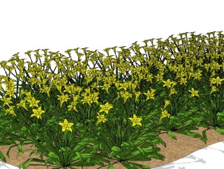 黄水仙绿植sketchup模型，现代观花植物skp文件下载