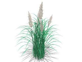 芦苇植物su模型，绿植草丛草图大师模型下载