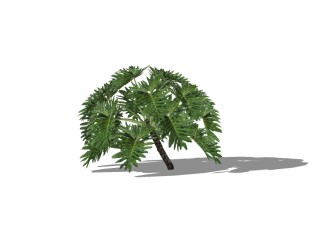 芭蕉树SU模型下载，景观树草图大师模型