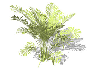 散尾葵现代植物su模型，绿植花草图大师模型下载