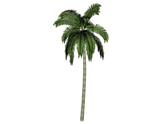 现代椰子树免费su模型下载、椰子树草图大师模型下载