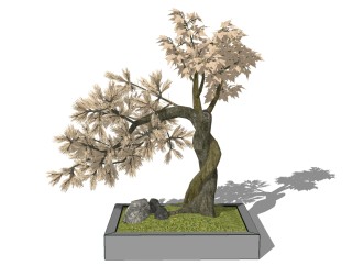 枯树树干盆景 sketchup模型，枯树干盆景SU模型下载