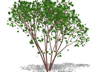 九里香灌木丛su模型，常绿灌木草图大师模型下载
