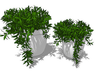 雀舌黄杨现代植物草图大师模型，绿植盆栽sketchup模型下载