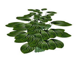 玉簪绿植sketchup模型，现代观叶植物skp文件下载