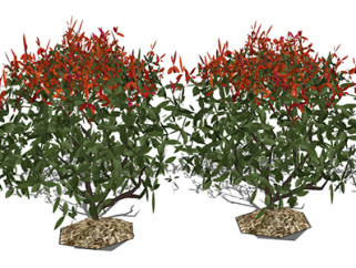 红叶石楠植物su模型，绿植灌木草图大师模型下载