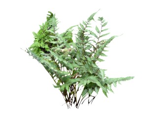 百越凤尾蕨su模型免费下载，草图大师植物草模型分享