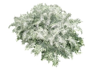 银叶菊植物草su模型下载，草图大师植物银叶菊模型分享