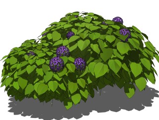 八仙花绿植sketchup模型，现代花卉植物skp文件下载