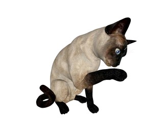 现代暹罗猫sketchup模型，动物草图大师模型下载