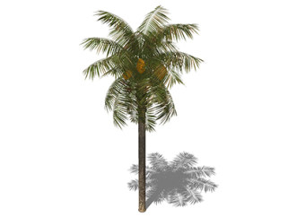 椰子树乔木su模型，景观绿植草图大师模型下载